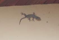 Ein Gecko (Tokeh), der bei mir an der Hauswand  klebt . In der khleren Jahreszeit war es ruhig in der Nacht, aber jetzt, wo die Nchte wieder wrmer werden, ist sein Ruf, der ca. alle 30 Minuten ertnt, sehr laut und durchdringend.