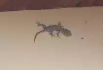 Ein Gecko (Tokeh), der bei mir an der Hauswand  klebt . In der k�hleren Jahreszeit war es ruhig in der Nacht, aber jetzt, wo die N�chte wieder w�rmer werden, ist sein Ruf, der ca. alle 30 Minuten ert�nt, sehr laut und durchdringend.
