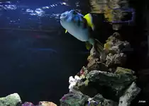 Ein mit seinen sch�nen Farben leckt die Scheibe ab