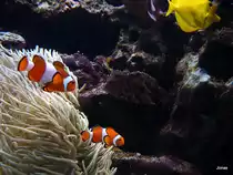 Zwei Riffbarsche schwimmen vorbei