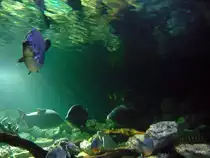 Ein S�gesalmler schwimmt herum