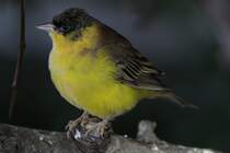 Kappenammer (Emberiza melanocephala) am 3.10.2010 im Bird Kingdom in Niagara Falls, Ontario. 