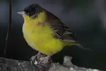 Kappenammer (Emberiza melanocephala) am 3.10.2010 im Bird Kingdom in Niagara Falls, Ontario. 