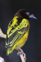 Dorfweber (Ploceus cucullatus) am 3.10.2010 im Bird Kingdom in Niagara Falls, Ontario.