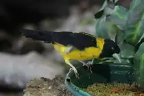 Gelbschenkel-Kernbei�er (Mycerobas affinis) am 3.10.2010 im Bird Kingdom in Niagara Falls, Ontario.