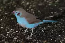 Schmetterlingsfink (Uraeginthus bengalus) am 3.10.2010 im Bird Kingdom in Niagara Falls,Ontario.