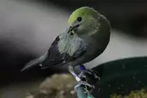 Palmtangare (Thraupis palmarum) am 3.10.2010 im Bird Kingdom in Niagara Falls, Ontario.