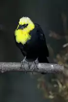 Gelbkopf-Schwarzst�rling (Xanthocephalus xanthocephalus) am 3.10.2010 im Bird Kingdom in Niagara Falls, Ontario.