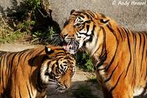 K��chen, K��chen !!! Sibirische Tiger oder auch Amurtiger