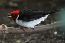 Schwarzkehlkardinal (Paroaria gularis) am 3.10.2010 im Bird Kingdom in Niagara Falls,Ontario.