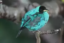 Kappennaschvogel (Chlorophanes spiza) am 3.10.2010 im Bird Kingdom in Niagara Falls, Ontario.