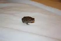 Einer der Pantherkr�ten auf Mauritius 02.01.2011