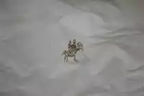 Eine der Geisterkrabben auf Mauritius. 04.01.2011