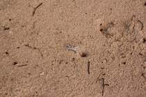 Eine der Geisterkrabben auf Mauritius. 04.01.2011