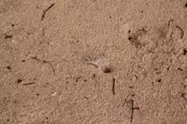 Eine der Geisterkrabben auf Mauritius. 04.01.2011