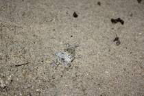 Eine der Geisterkrabben am Strand auf Mauritius. 04.01.2011