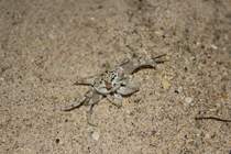 Nahansicht einer Geisterkrabbe auf Mauritius. 04.01.2011