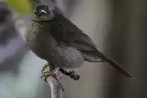 Olivr�cken-Dschungelschn�pper (Rhinomyias olivaceus) am 3.10.2010 im Bird Kingdom in Niagara Falls, Ontario.