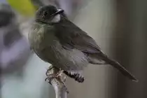 Olivr�cken-Dschungelschn�pper (Rhinomyias olivaceus) am 3.10.2010 im Bird Kingdom in Niagara Falls, Ontario.