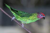 Veilchenlori (Psitteuteles goldiei) am 3.10.2010 im Bird Kingdom in Niagara Falls, Ontario.