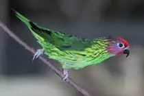 Veilchenlori (Psitteuteles goldiei) am 3.10.2010 im Bird Kingdom in Niagara Falls, Ontario.