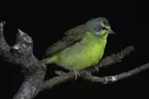 Mosambikgirlitz (Serinus mozambicus) am 3.10.2010 im Bird Kingdom in Niagara Falls, Ontario.

