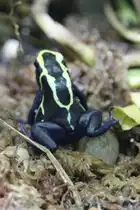 F�rberfrosch (Dendrobates tinctorius) am 3.10.2010 im Bird Kingdom in Niagara Falls, Ontario.