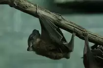 Nilflughund (Rousettus aegyptiacus) am 3.10.2010 im Bird Kingdom in Niagara Falls, Ontario.