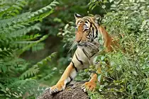 Erwartungsvoll (Indochinesischer Tiger)