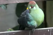 Rothaubenturako (Tauraco erythrolophus) am 3.10.2010 im Bird Kingdom in Niagara Falls,Ontario.

