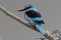 Z�gelliest (Halcyon malimbica) am 3.10.2010 im Bird Kingdom in Niagara Falls,Ontario.