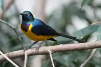 K�nigsglanzstar (Cosmopsarus regius) am 3.10.2010 im Bird Kingdom in Niagara Falls,Ontario.