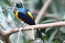 Knigsglanzstar (Cosmopsarus regius) am 3.10.2010 im Bird Kingdom in Niagara Falls,Ontario.