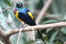 K�nigsglanzstar (Cosmopsarus regius) am 3.10.2010 im Bird Kingdom in Niagara Falls,Ontario.