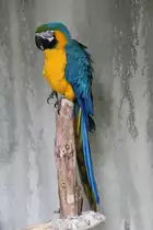 Gelbbrustara (Ara ararauna) am 3.10.2010 im Bird Kingdom in Niagara Falls,Ontario. 

