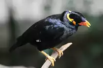 Beo (Gracula religiosa) am 3.10.2010 im Bird Kingdom in Niagara Falls,Ontario.

