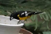 Fleckenkernbei�er (Mycerobas melanozanthos) am 3.10.2010 im Bird Kingdom in Niagara Falls,ON.