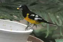 Fleckenkernbei�er (Mycerobas melanozanthos) am 3.10.2010 im Bird Kingdom in Niagara Falls,ON.