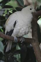 Zweifarben-Fruchttaube (Ducula bicolor) am 3.10.2010 im Bird Kingdom in Niagara Falls,Ontario.