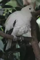 Zweifarben-Fruchttaube (Ducula bicolor) am 3.10.2010 im Bird Kingdom in Niagara Falls,Ontario.