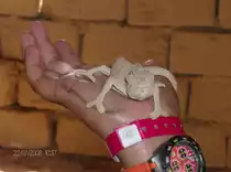 Wei� jemand wie dieses Tier hei�t, mir mag der Name nicht einfallen.