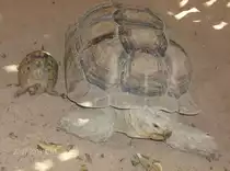 Landschildkr�ten auf der Tour in �gypthen 07.22.2008