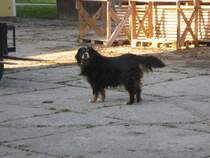 Mein zotteliger Gef�hrte (Bernersenner Hund) 30.10.2009
Vorerst in Mischlinge eingeortnet da noch keine passende Gruppierung besteht.