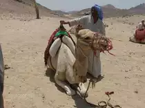 Kameltour in �gypthen 07.22.2008