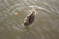Eine hungrige Ente am Neusiedlersee 26.08.2010