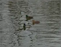 Indem diese drei Enten die Spazierg�nger fest im Blick haben, lassen Sie sich gem�tlich auf der Sauer bei Diekirch dahin treiben. 13.02.2010 (Hans)