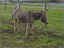 Dieser Esel be�ugt die vielen Spazierg�nger sehr skeptisch. 13.02.2011 (Hans)