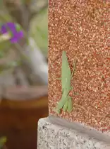 Eine Gottesanbeterin (Gr�ne Schildmantis) ruht sich an meinem Haus hier in Thailand am 17.02.2011 aus