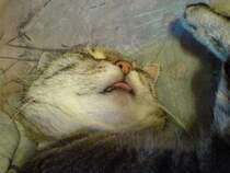 Ja wer streckt mir denn die Zunge entgegen???? Waldzell 2007