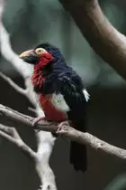 Furchenschnabel-Bartvogel (Lybius dubius) am 3.10.2010 im Bird Kingdom in Niagara Falls,On.